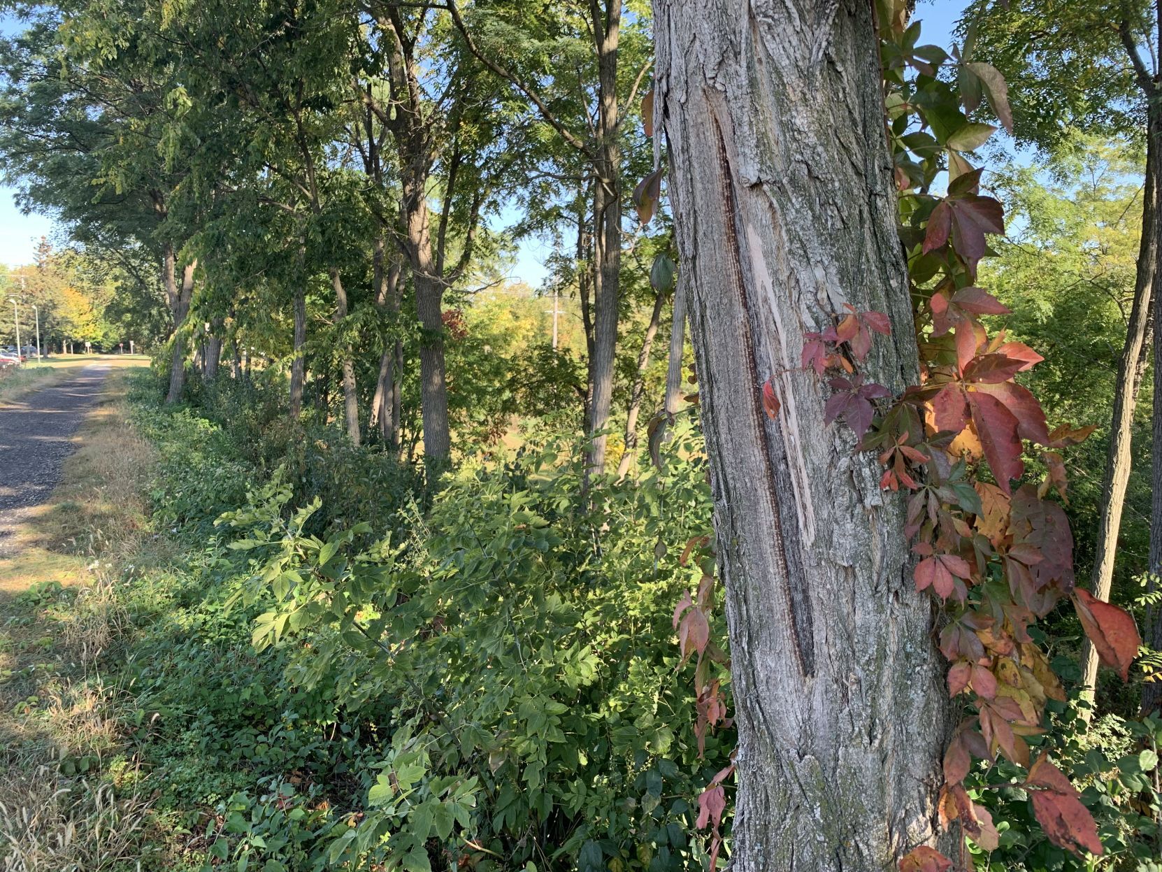 Walking path behind the Geneva Lake Museum
